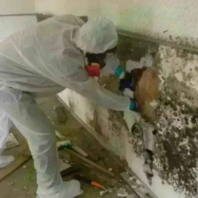 Mold Remediation and Removal in Davenport, WA